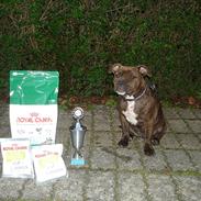 Staffordshire bull terrier Zikka