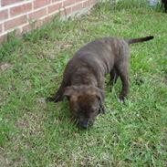 Staffordshire bull terrier Zikka