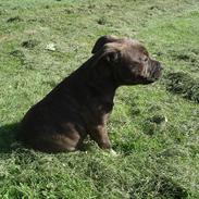 Staffordshire bull terrier Zikka