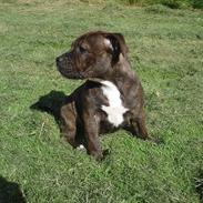 Staffordshire bull terrier Zikka