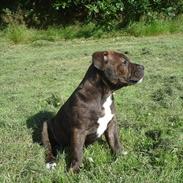 Staffordshire bull terrier Zikka