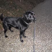 Labrador retriever Balder | spring hund |