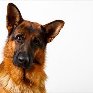 Schæferhund Tomag Lucas RIP