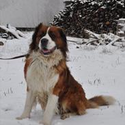 Blanding af racer Bastian