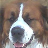 Blanding af racer Bastian