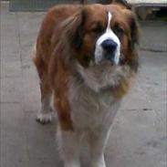 Blanding af racer Bastian