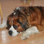 Blanding af racer Bastian