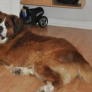 Blanding af racer Bastian