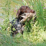 Korthåret hønsehund Henriksens Tino