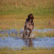 Korthåret hønsehund Henriksens Tino