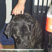 Cane corso Duffy