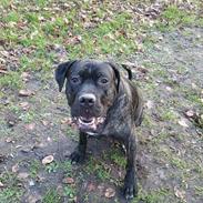 Cane corso Duffy