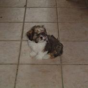 Shih tzu Muchu