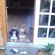 Shih tzu Muchu