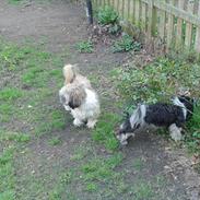 Shih tzu Muchu