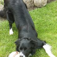 Border collie Miss Molly