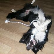 Border collie Miss Molly