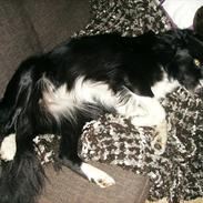 Border collie Miss Molly