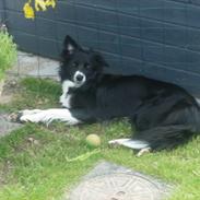 Border collie Miss Molly