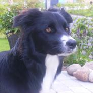 Border collie Miss Molly