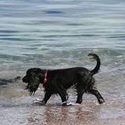 Cocker spaniel Molly