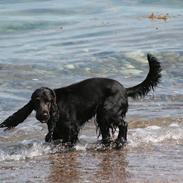 Cocker spaniel Molly