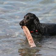 Cocker spaniel Molly