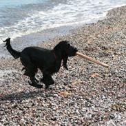 Cocker spaniel Molly