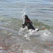 Cocker spaniel Molly