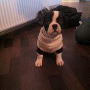 Fransk bulldog Wilhelm