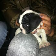 Fransk bulldog Wilhelm