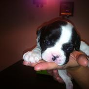 Fransk bulldog Wilhelm