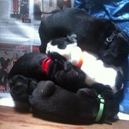 Fransk bulldog Wilhelm