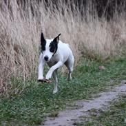 Dansk svensk gaardhund Frida