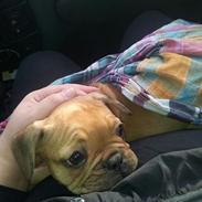 Fransk bulldog Chica