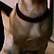 Labrador retriever Balder