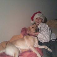 Labrador retriever Balder