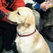 Labrador retriever Balder