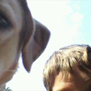 Labrador retriever Balder