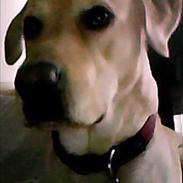 Labrador retriever Balder