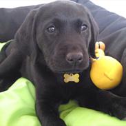 Labrador retriever MESSI