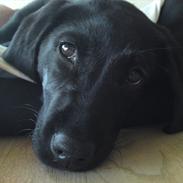 Labrador retriever MESSI