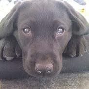 Labrador retriever MESSI
