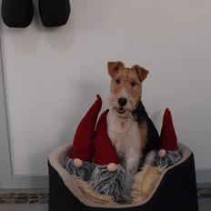 Ruhåret foxterrier Firstfox Charming Cille