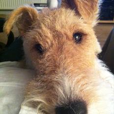 Ruhåret foxterrier Firstfox Charming Cille