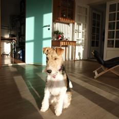 Ruhåret foxterrier Firstfox Charming Cille