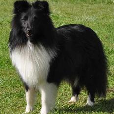 Shetland sheepdog Dixie