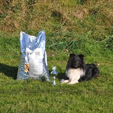 Shetland sheepdog Dixie