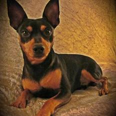 Dvaergpinscher Jago