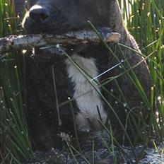 Staffordshire bull terrier Indra